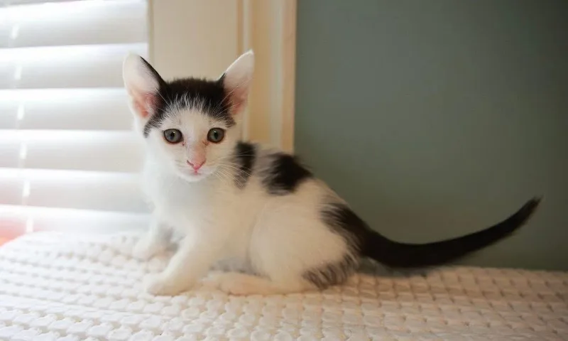 A baby small-sized female Black & White / Tuxedo Domestic Short Hair cat named Chanel for adoption in Loogootee, IN