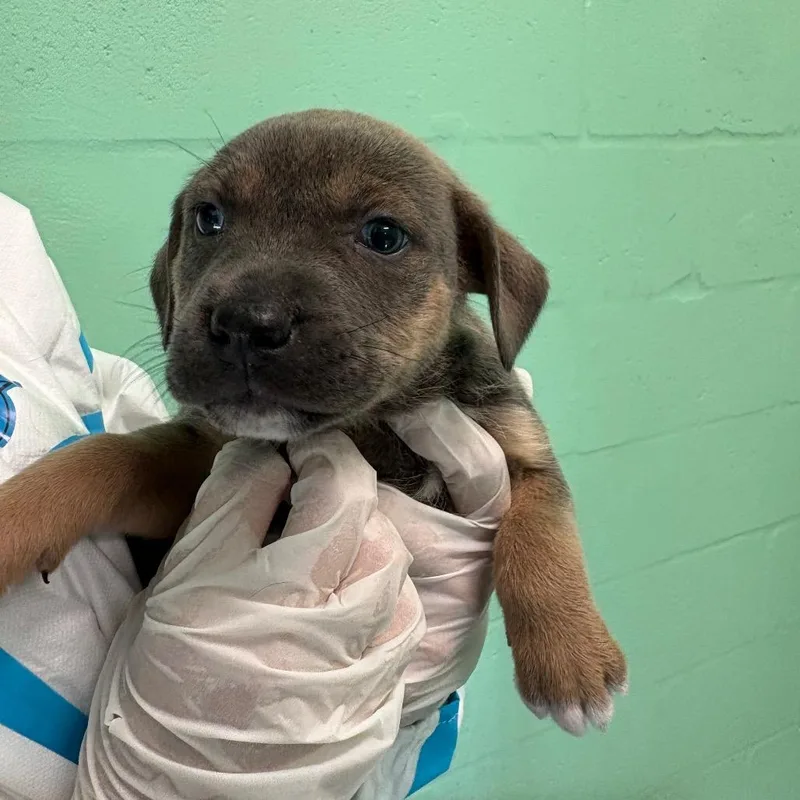 A baby medium-sized female Gray / Blue / Silver Mixed Breed dog named Limestone for adoption in LOXAHATCHEE, FL