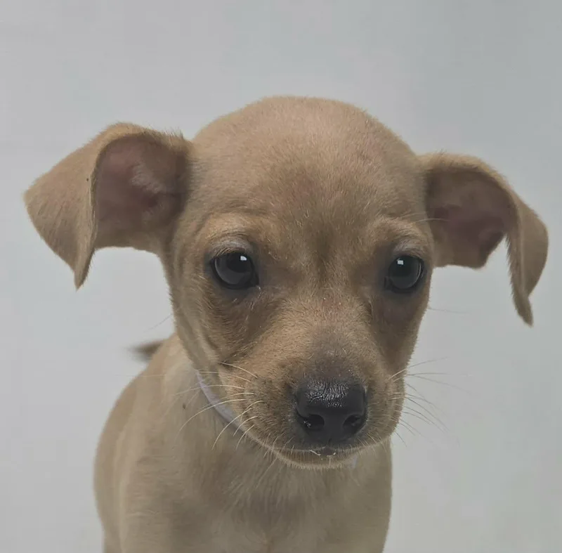 Ballymoss thumbnail 2