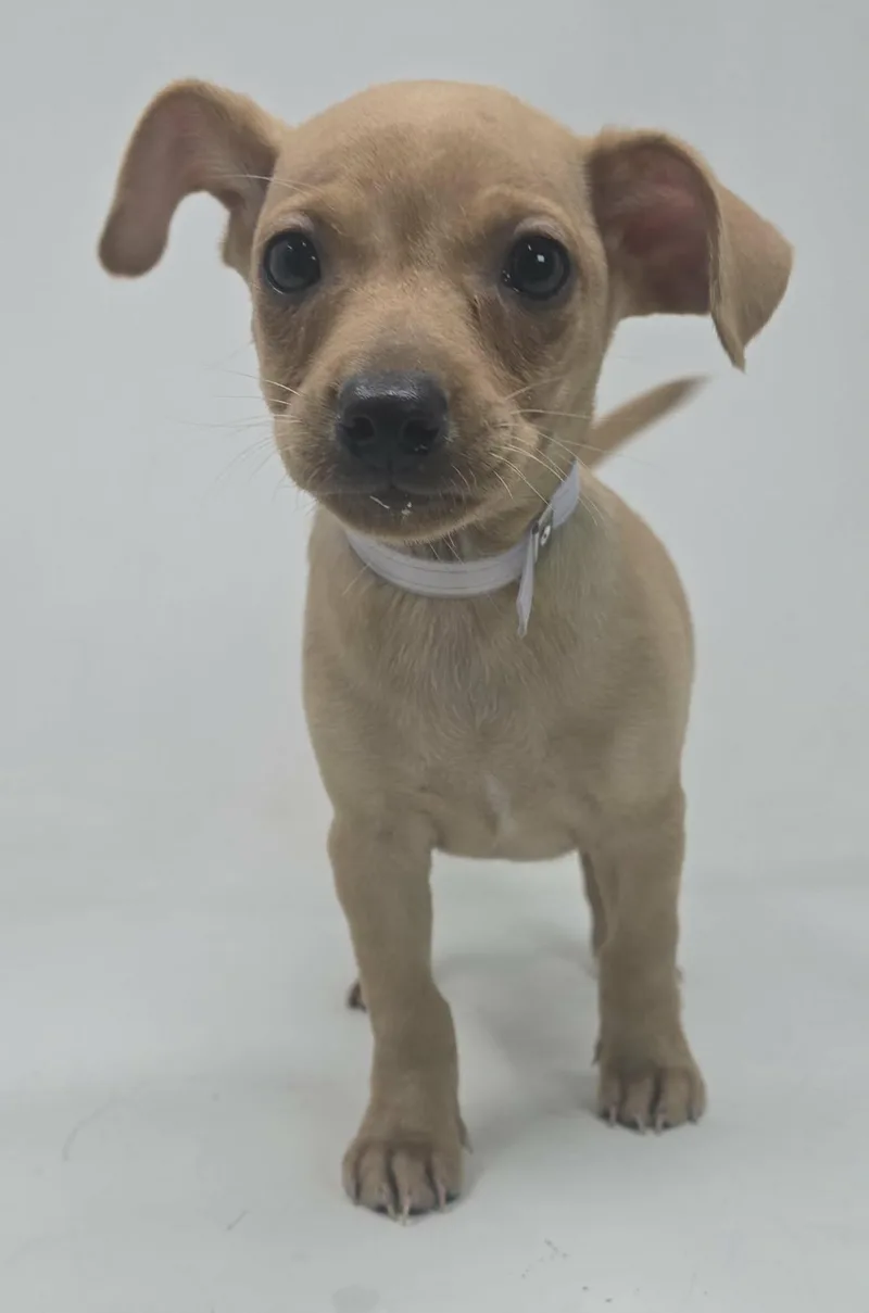 Ballymoss thumbnail 3