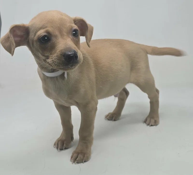 Ballymoss thumbnail 4