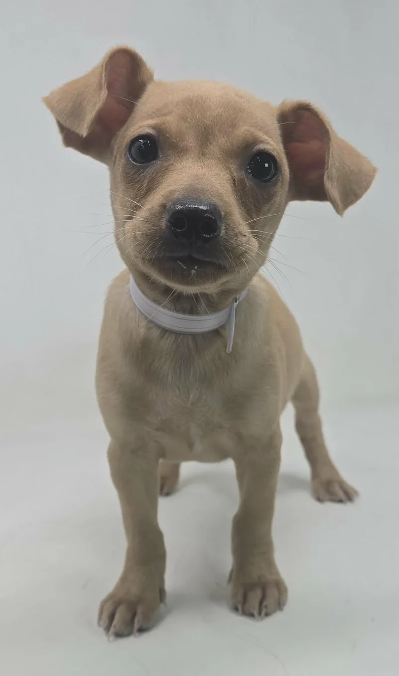 Ballymoss thumbnail 5