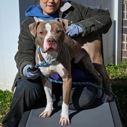 An adult large-sized male Mixed Breed dog named Bruno for adoption in Chamblee, GA