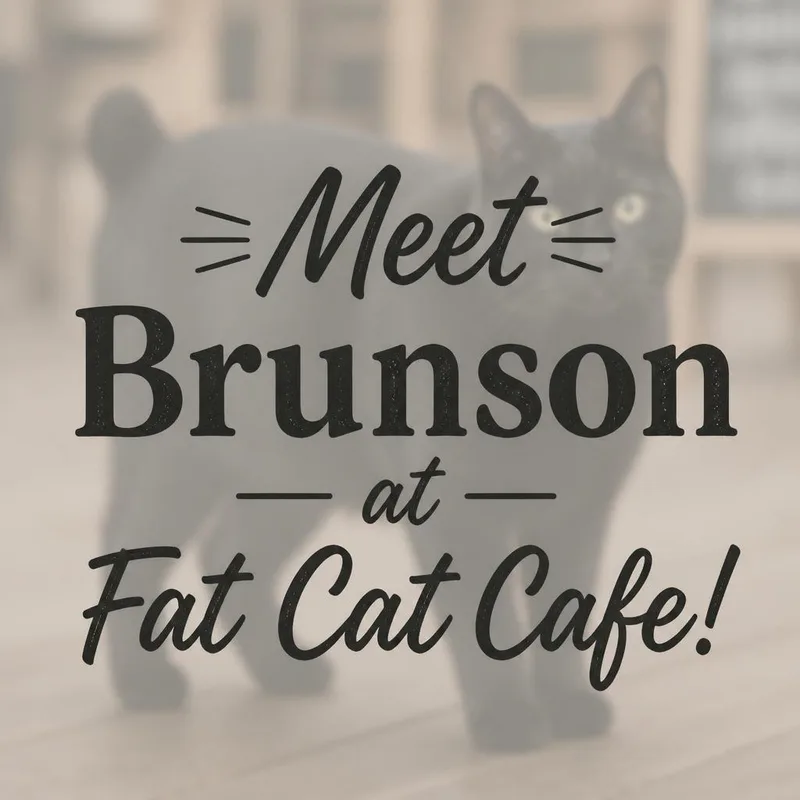 A baby medium-sized male Black Domestic Short Hair cat named Brunson at Fat Cat for adoption in Tallahassee, FL