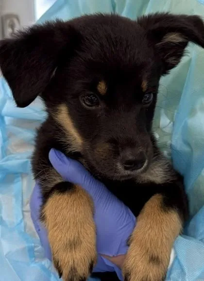 A baby medium-sized male Australian Shepherd dog named Galileo for adoption in Sultan, WA