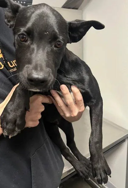A baby small-sized male Great Dane dog named Gordo for adoption in Fresno, CA