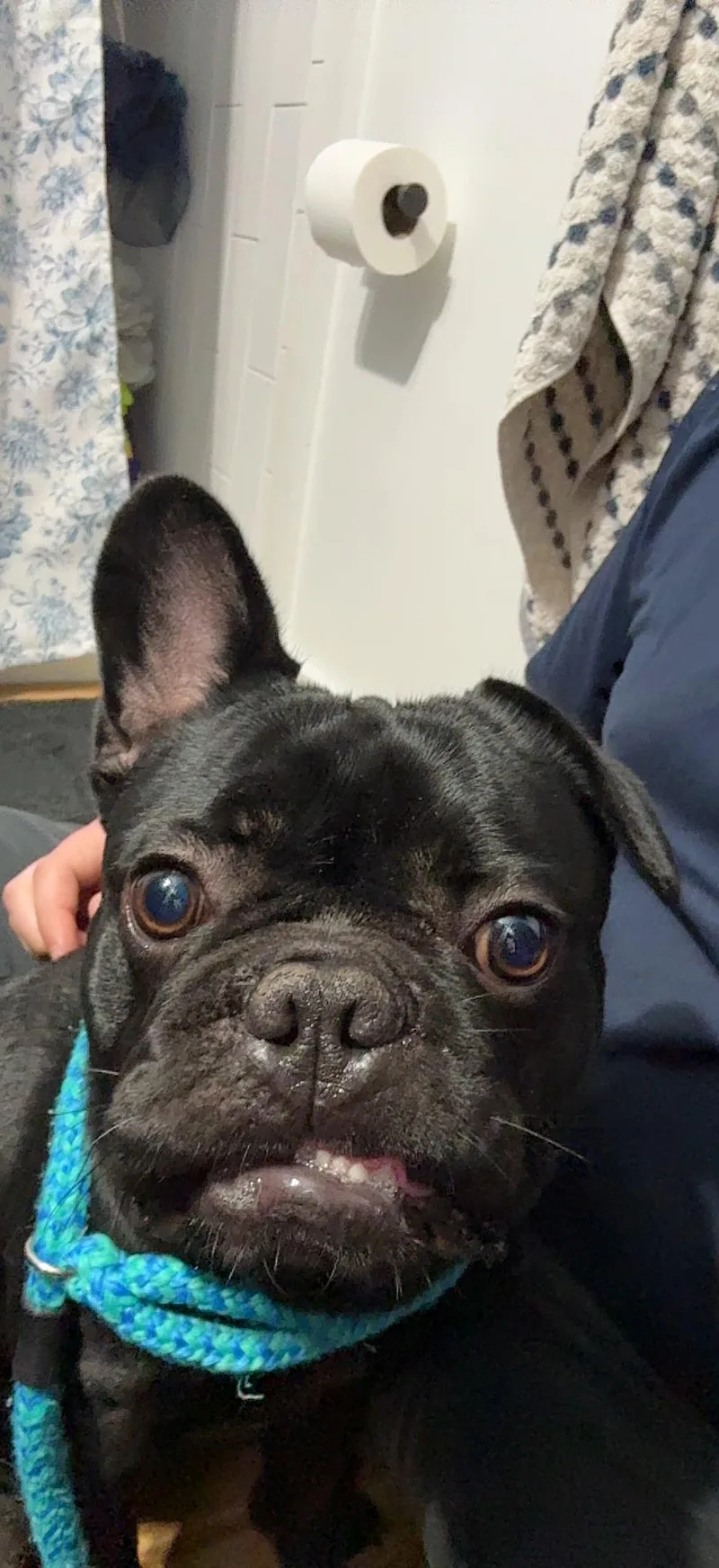 A young medium-sized male French Bulldog dog named Kenny for adoption in Clay, NY