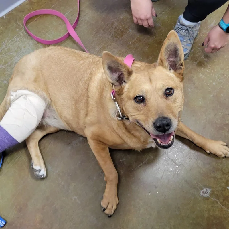 An adult large-sized female Brown / Chocolate Cattle Dog dog named Tera for adoption in Albuquerque, NM