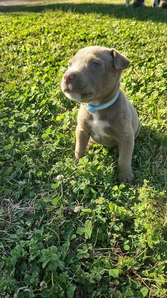 A baby medium-sized male Mixed Breed dog named Jackson for adoption in Fond Du Lac, WI