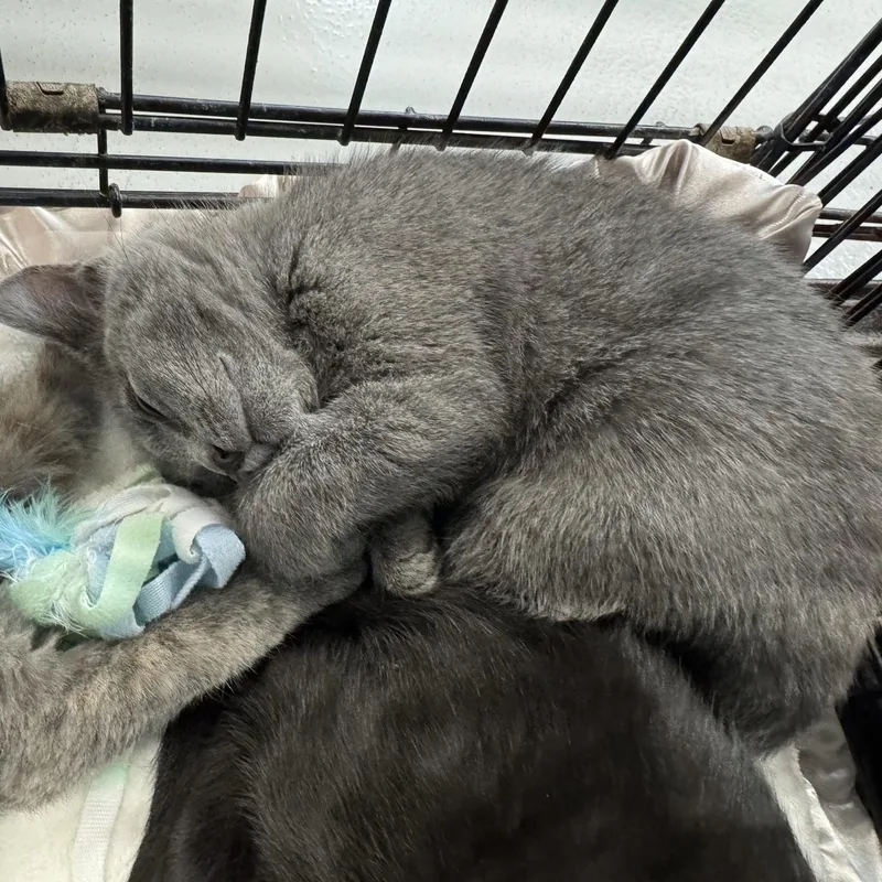 A baby medium-sized female Gray / Blue / Silver Domestic Short Hair cat named Mae for adoption in Morris, MN