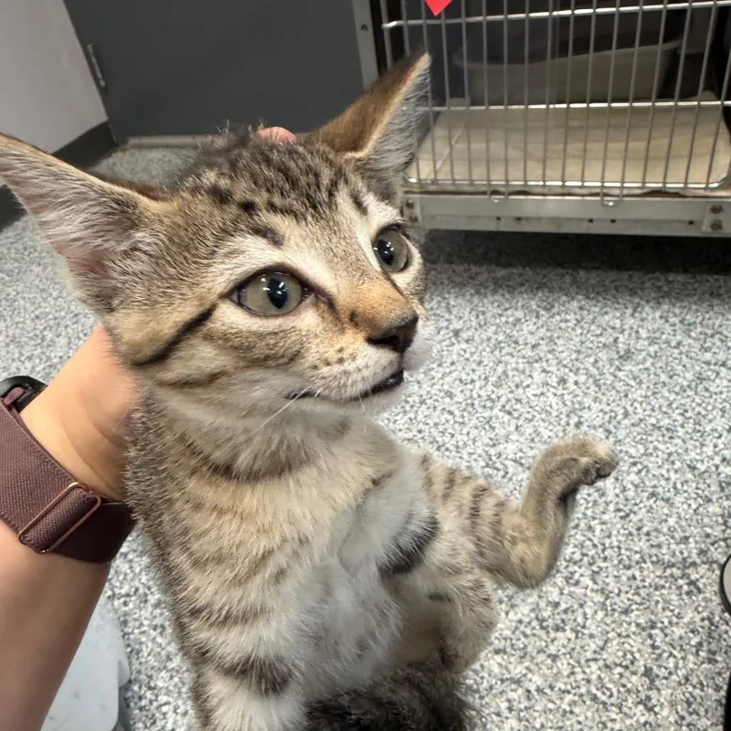 A baby small-sized female Brown / Chocolate Domestic Short Hair cat named Suzanne for adoption in Port Charlotte, FL