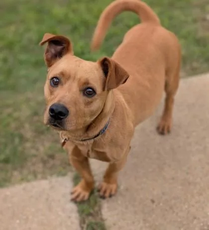 A baby small-sized male Dachshund dog named Pancho for adoption in Mansfield, TX