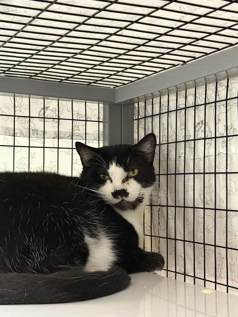 A young medium-sized male Black & White / Tuxedo Domestic Short Hair cat named Cereal Milk for adoption in Satellite Beach, FL