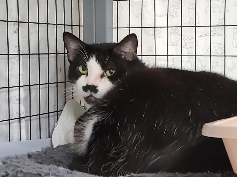 Cereal Milk thumbnail 2