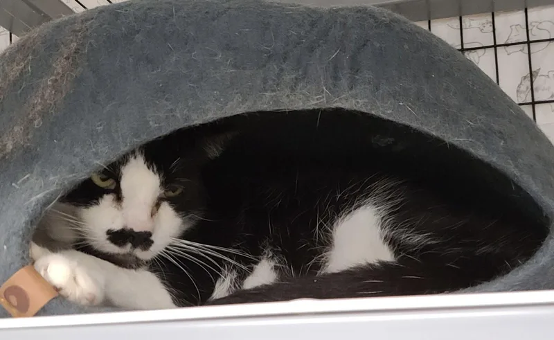 Cereal Milk thumbnail 3