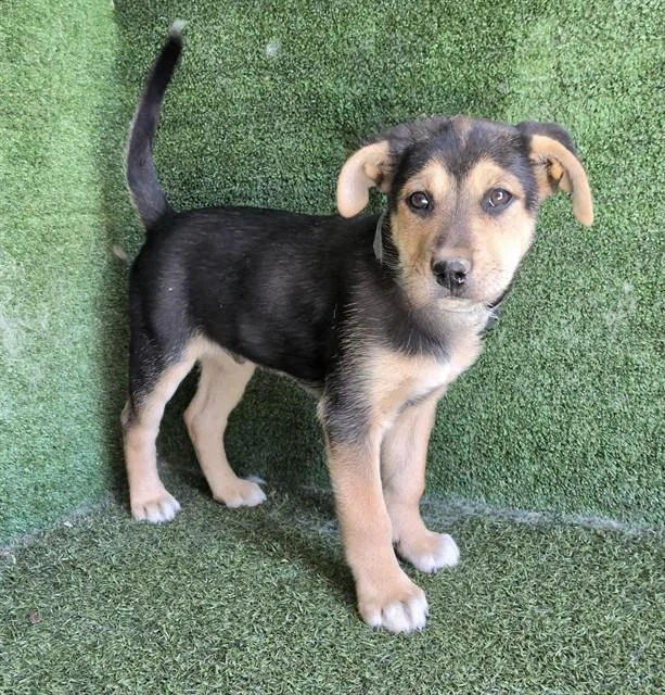 A baby small-sized male German Shepherd Dog dog named A for adoption in Lancaster, CA