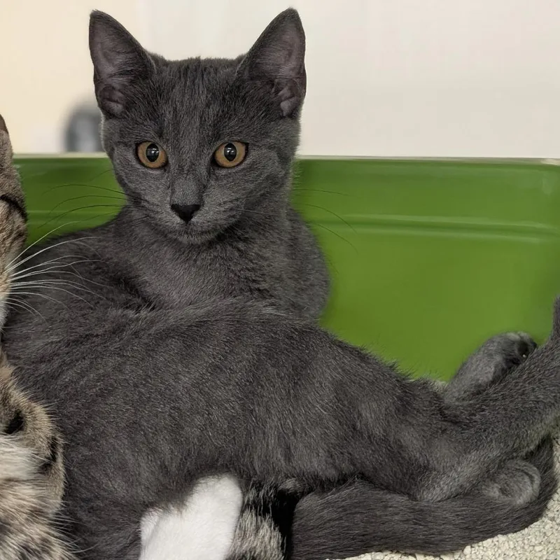 A young small-sized female Gray / Blue / Silver Domestic Short Hair cat named Judy for adoption in Buchanan Dam, TX