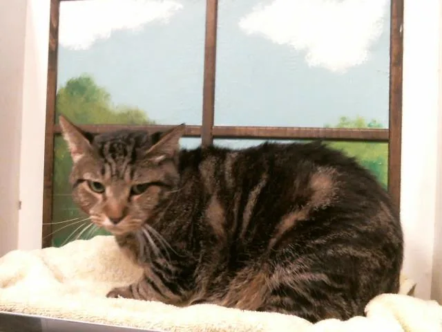 An adult large-sized male Domestic Short Hair cat named Kito for adoption in Houston, TX