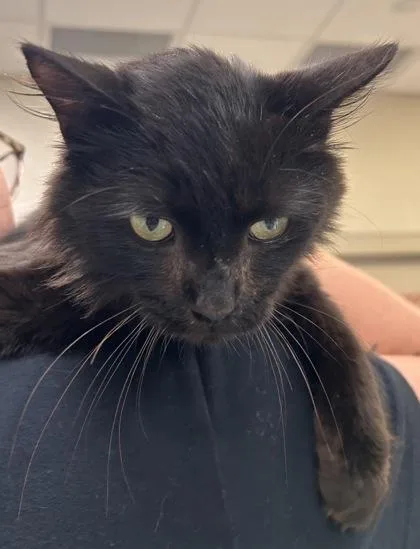 A young medium-sized male Domestic Short Hair cat named Sheldon Lee Cooper for adoption in Fishers, IN