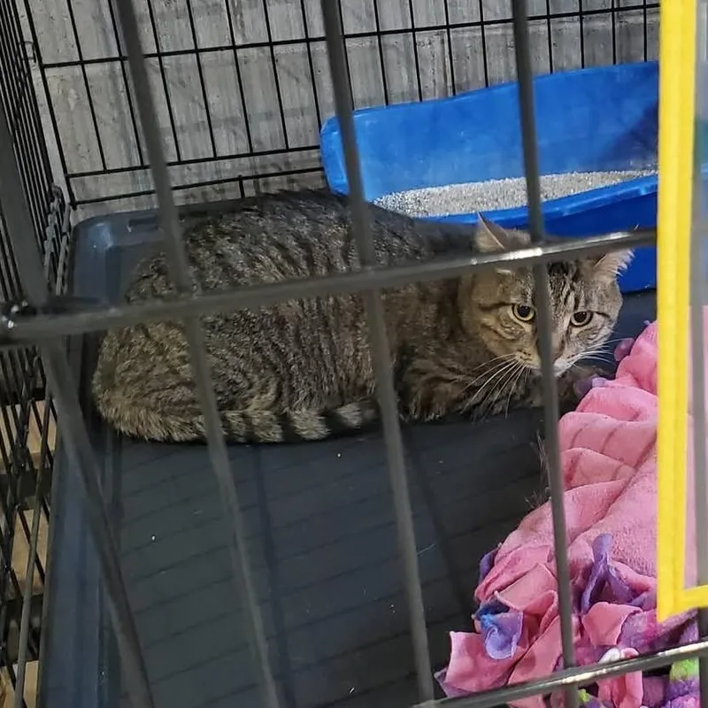 An adult small-sized male Brown / Chocolate Domestic Short Hair cat named JuJu for adoption in Mondovi, WI