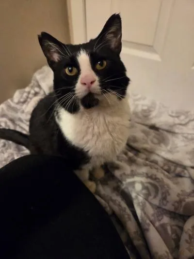 A young medium-sized male Black & White / Tuxedo Domestic Short Hair cat named Mason for adoption in Mokena, IL