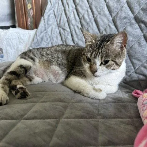 An adult small-sized female Domestic Short Hair cat named Edna for adoption in San Jose, CA