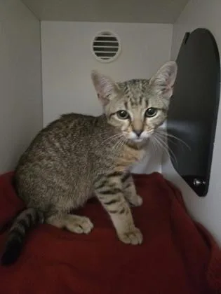 A baby small-sized male Domestic Short Hair cat named Leonardo Dicatrio for adoption in Savannah, GA