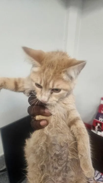 A baby medium-sized female Domestic Short Hair cat named Mitchell for adoption in West Chester, PA