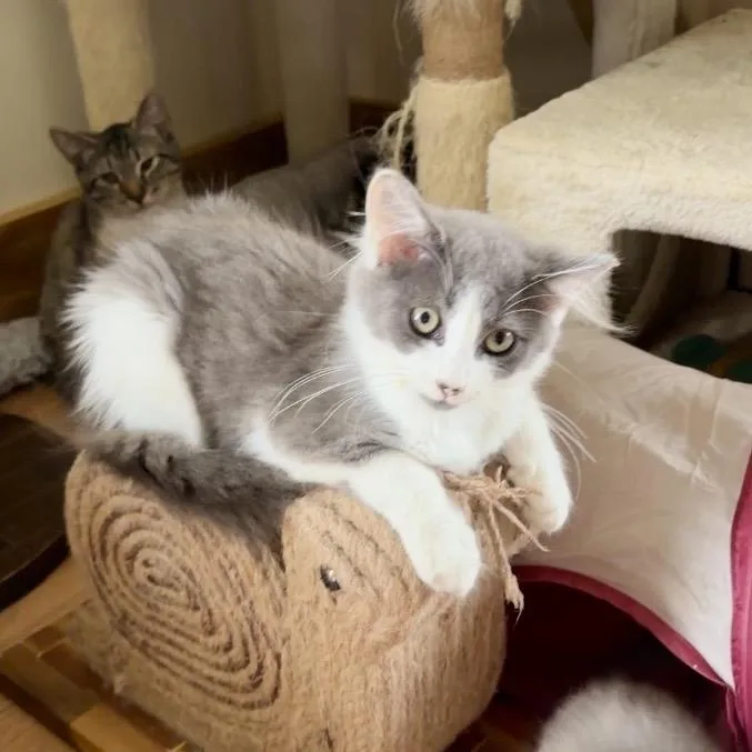 A baby small-sized male Gray / Blue / Silver Domestic Medium Hair cat named Racey for adoption in Toms Brook, VA