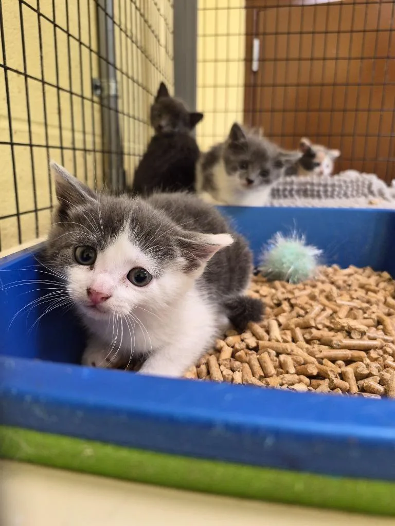A baby small-sized female Domestic Short Hair cat named Peppa for adoption in Crossville, TN