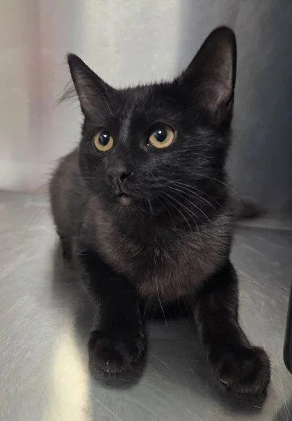 A baby small-sized female Domestic Short Hair cat named Sundance for adoption in Fresno, CA