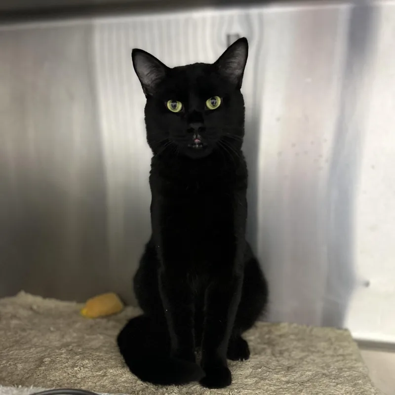 An adult medium-sized male Domestic Short Hair cat named Kit for adoption in Wakefield, RI