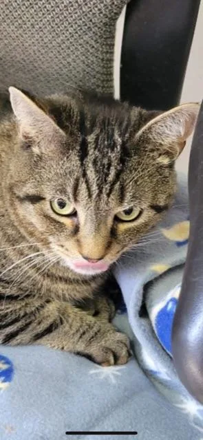 Loaf! Declaw thumbnail 2