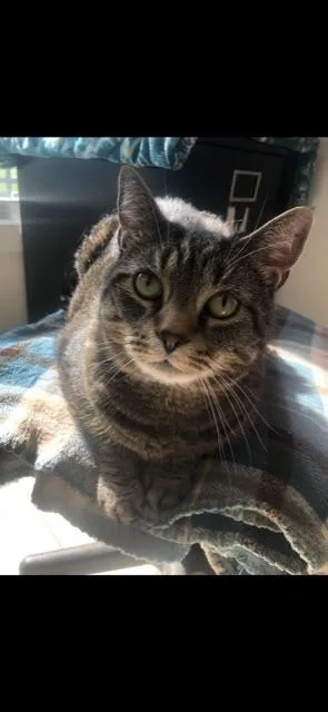 Loaf! Declaw thumbnail 3