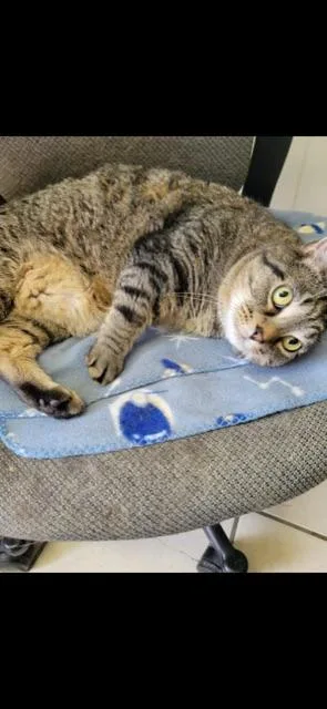 Loaf! Declaw thumbnail 4