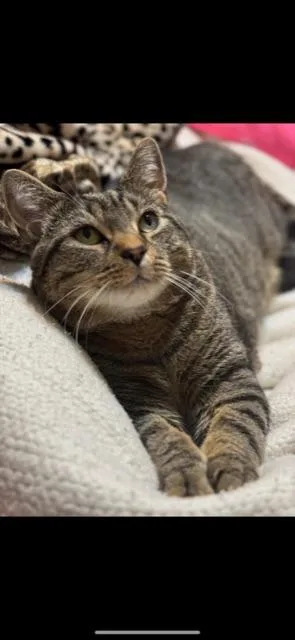 Loaf! Declaw thumbnail 5