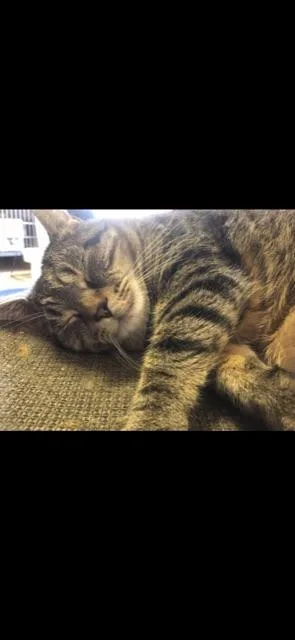 Loaf! Declaw thumbnail 6