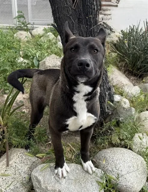 A young large-sized male Belgian Shepherd / Malinois dog named Shadow for adoption in Lancaster, CA