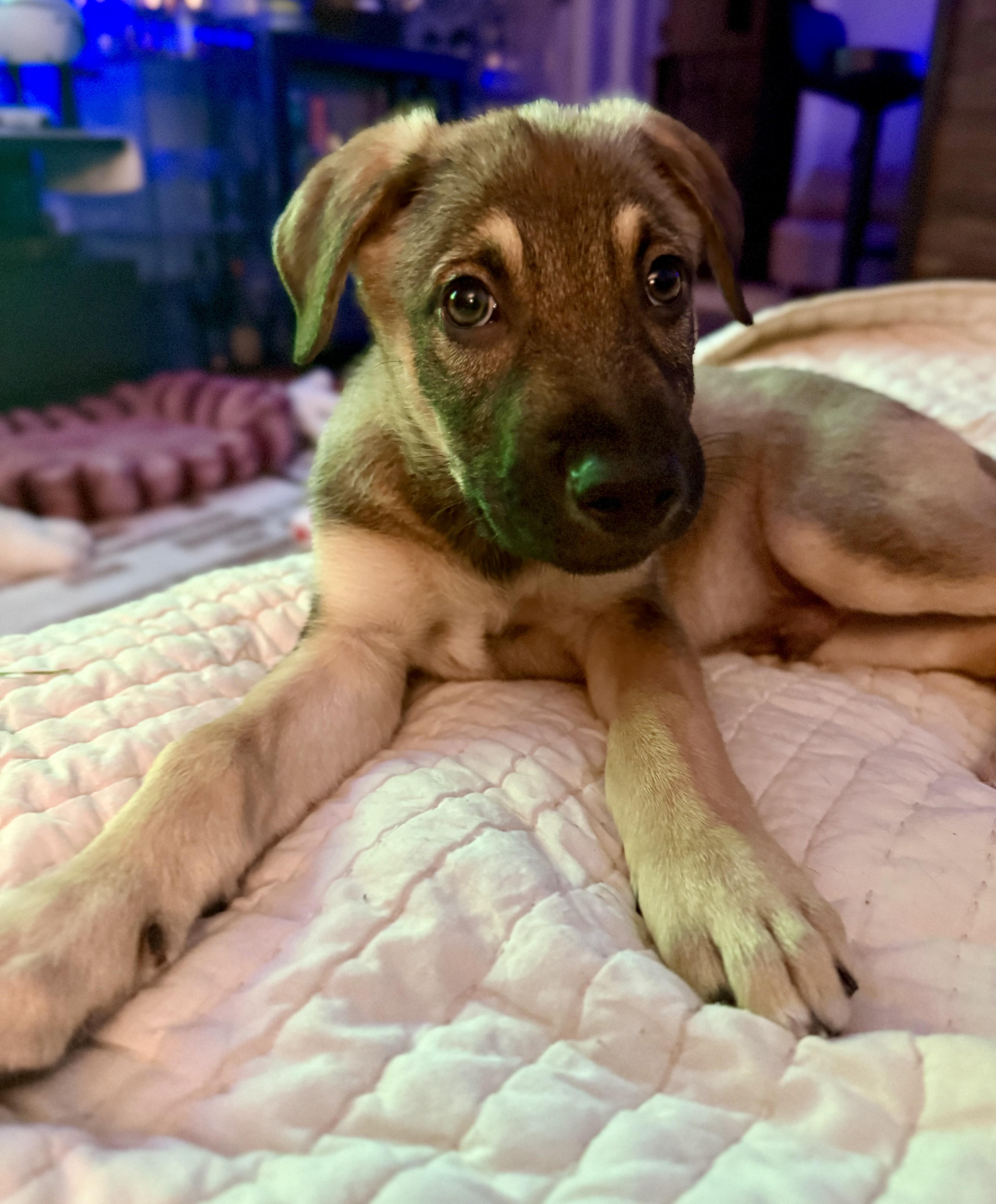 A baby large-sized male Tricolor (Brown, Black, & White) German Shepherd Dog dog named Waffle for adoption in Park Forest, IL