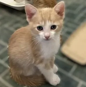 Peaches thumbnail 2