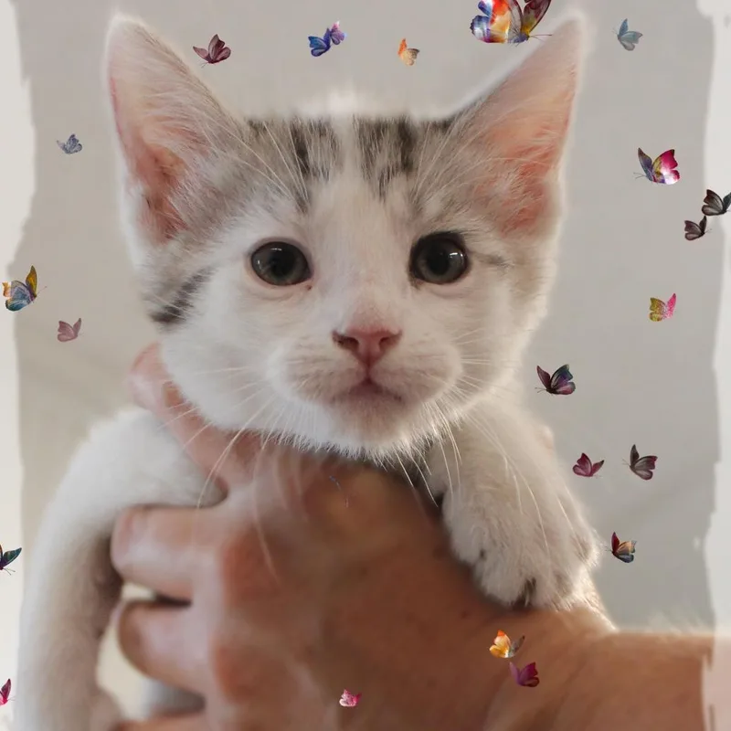 A baby medium-sized male Tabby (Gray / Blue / Silver) Tabby cat named Ross for adoption in Amelia, OH