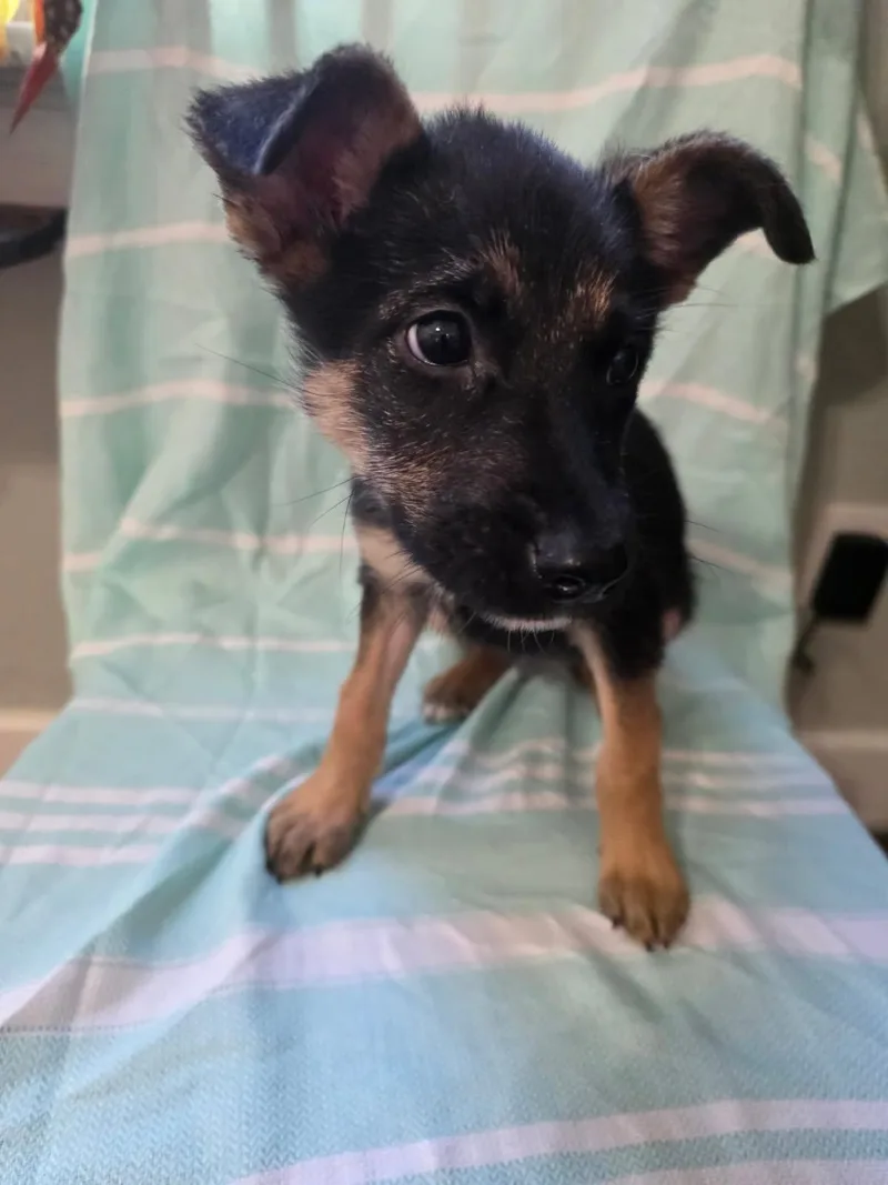 A young medium-sized female Black Shepherd dog named Sophia for adoption in Cincinnati, OH