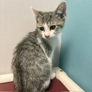 A baby small-sized male Domestic Short Hair cat named Lucifer for adoption in Janesville, WI