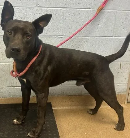 An adult large-sized male Mixed Breed dog named Chopper for adoption in Chamblee, GA