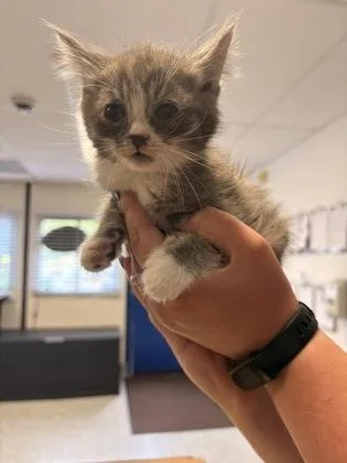 A baby small-sized male Domestic Medium Hair cat named Daniel for adoption in Bellevue, WA