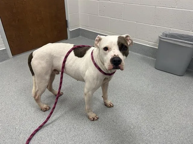 An adult large-sized male Pit Bull Terrier dog named Buddy for adoption in Ocala, FL