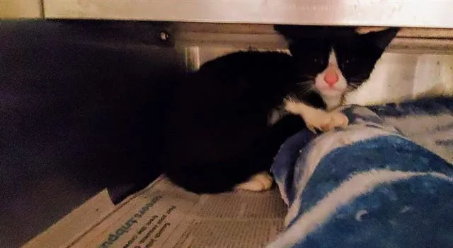 Boop