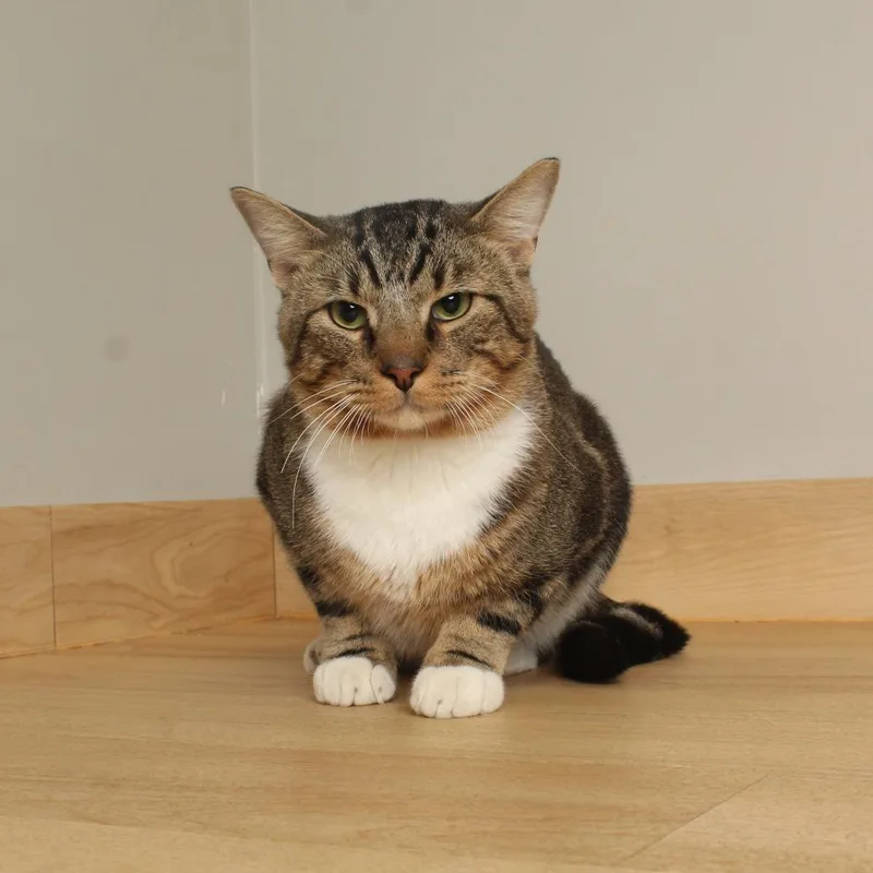 An adult large-sized male Brown / Chocolate Domestic Short Hair cat named Lil Man C for adoption in Minnetonka, MN