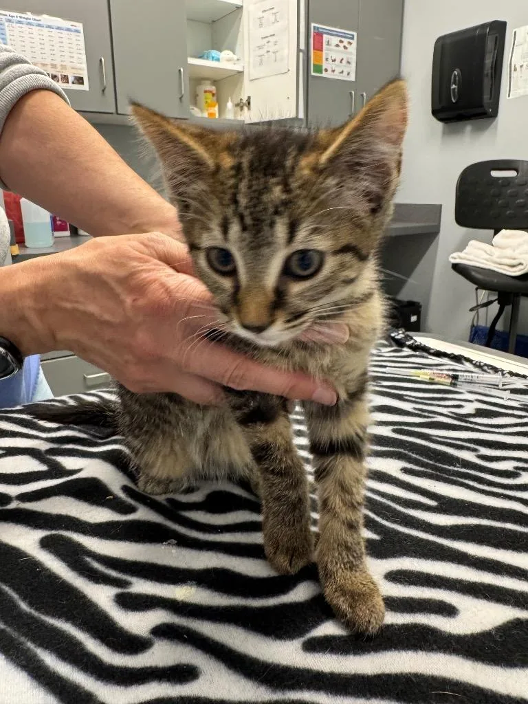 A baby medium-sized female Domestic Short Hair cat named Pickle for adoption in Bloomington, IN