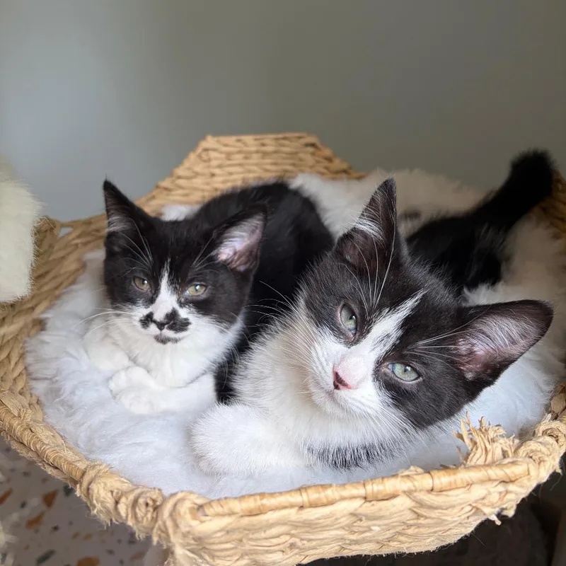 A baby small-sized female Black Domestic Short Hair cat named Princess Mia for adoption in Normal, IL